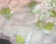 Pinguicula gigantea leaf pieces, zoomed in.jpg