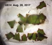 Begonia U614 Pieces, roots after only 11 days.jpg