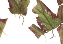 Begonia U614 pieces, roots plus developing plantlets, removed after about a month.jpg