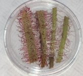 Drosera test cuttings, mailed.jpg