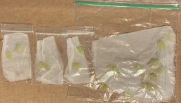 Pinguicula gigantea 2 days in bags.jpg