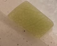 Pinguicula leaf piece, two days, transmitted light.jpg