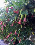 Joy's Suncrest vulsa .jpg Joy's Suncrest vulsa .jpg
