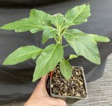 Suncrest vulsa plant.jpg Suncrest vulsa plant.jpg