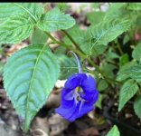Impatiens namchabarwensis .jpg