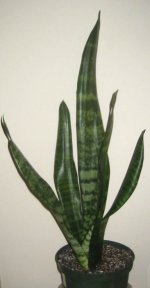 thumbnail_Hattie Wood Sansevieria Oct. 25 2012.jpg
