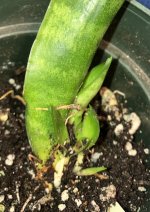 Sansevieria plantlets Feb. 18 .jpg
