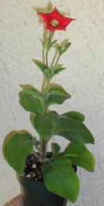 Petunia exserta, first bloom.jpg