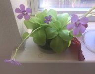 Pinguicula.JPG