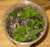 thumbnail_homalocladium march12.jpg thumbnail_homalocladium march12.jpg