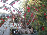 Mom's Agapetes serpens .jpg