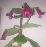 Kohleria Jester.JPG