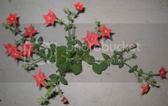 Petunia exserta 4 inch pot_zpspbwa9ozc.jpg