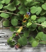Fuchsia procumbens .jpg
