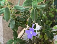 Streptocarpus .jpg