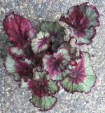 Begonia 'Capricorn'.jpg