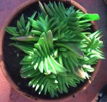 Crassula 'Red Pagoda' .jpg