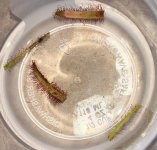 Mailed Drosera cuttings Feb. 23 .jpg Mailed Drosera cuttings Feb. 23 .jpg