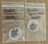 Dahlia seeds .jpg Dahlia seeds .jpg