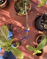 Deppea cutting on plant, growth points.jpg