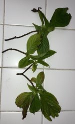 Deppea cuttings .jpg