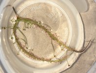 Drosera binata Feb. 23 (40 days).jpg Drosera binata Feb. 23 (40 days).jpg