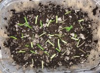 Begonia bogneri cuttings on soil Feb. 25.jpg
