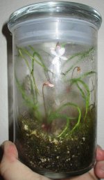 Begonia bogneri, terrarium.jpg