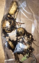 Sinningia tubiflora tubers.jpg Sinningia tubiflora tubers.jpg