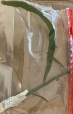 Homalocladium platycladum cutting.jpg Homalocladium platycladum cutting.jpg