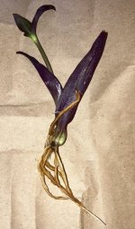 Tradescantia pallida 'Kartuz Giant' rooted cutting.jpg Tradescantia pallida 'Kartuz Giant' rooted cutting.jpg
