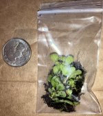 Petunia exerta tiny seedlings.jpg Petunia exerta tiny seedlings.jpg