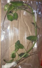 Streptocarpella Cutting.jpg Streptocarpella Cutting.jpg