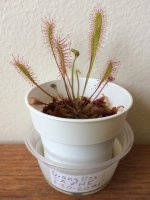 D. anglica CA X HI.jpg