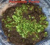 Platycerium 'Pumila' Feb. 28 .jpg