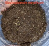 Elaphoglossum metallicum Feb. 28.jpg