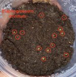 Elaphoglossum crinitum Feb. 28.jpg