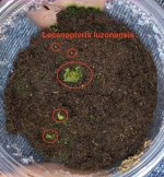 Lecanopteris luzonensis Feb. 28 2023.jpg