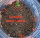 Davallia heterophylla Feb. 28 .jpg