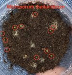 Microsorum thailandicum Feb. 28 2023.jpg