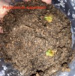 Platycerium superbum Feb. 28 .jpg