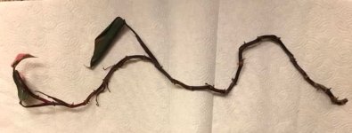 Source of 25 single node Pink Princess cuttings.jpg Source of 25 single node Pink Princess cuttings.jpg