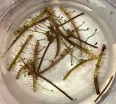 More Drosera binata cuttings March 2 .jpg More Drosera binata cuttings March 2 .jpg