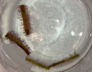 D. binata + D. capensis 'Red' mailed cuttings.jpg D. binata + D. capensis 'Red' mailed cuttings.jpg