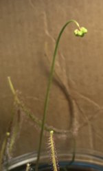 Drosera binata buds March 2.jpg Drosera binata buds March 2.jpg