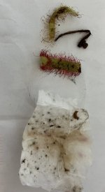 Cuttings from Blackfeather666 contents.jpg Cuttings from Blackfeather666 contents.jpg