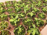 ggggg 005.JPG ggggg 005.JPG