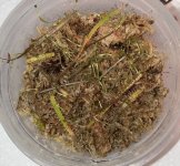 Droserta binata on sphagnum.jpg Droserta binata on sphagnum.jpg