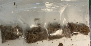 Drosera binata in ziploc bags.jpg Drosera binata in ziploc bags.jpg