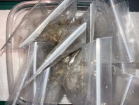Drosera binata in ziploc bags--all.jpg Drosera binata in ziploc bags--all.jpg